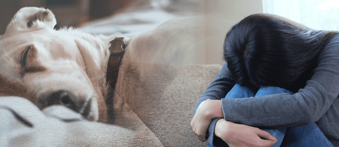 寵物離世悲傷
