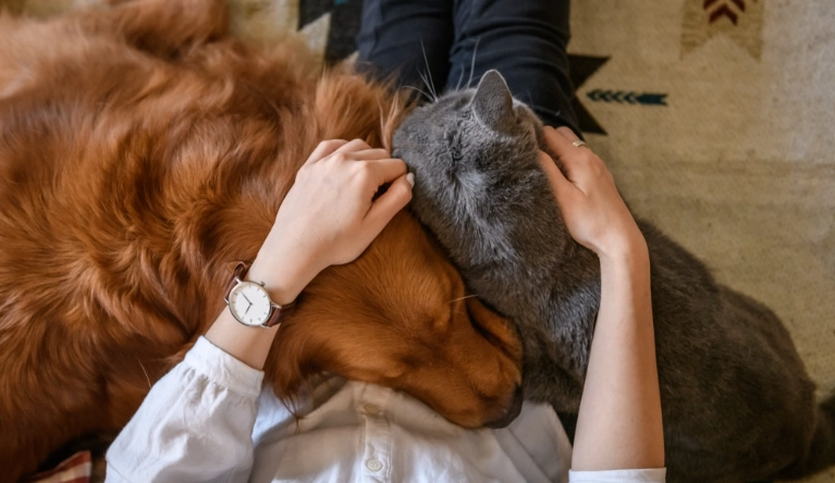 寵物離世心理調適