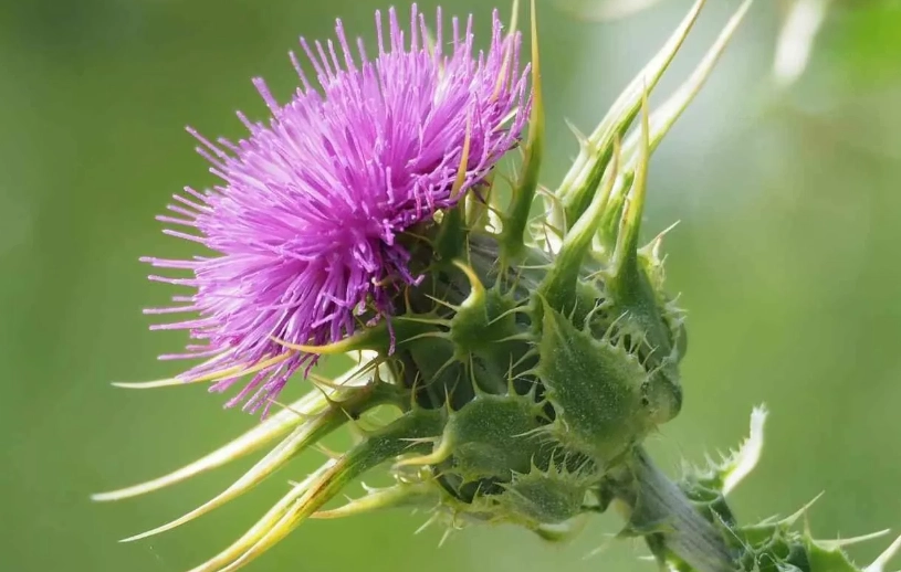雞角刺有毒嗎？完整解析毒性風險、中毒症狀與安全指南