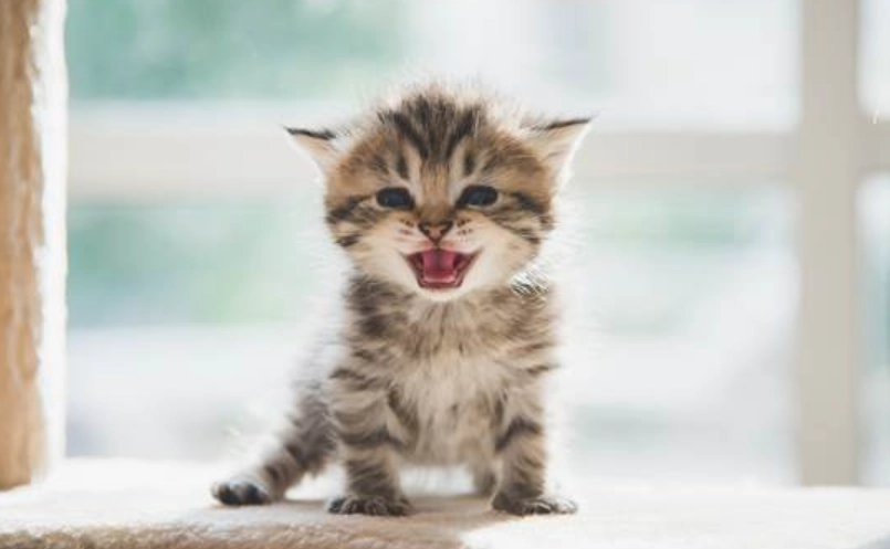 貓咪拉肚子處理