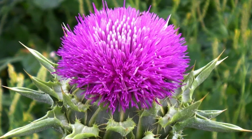 奶薊草功效 奶薊草功效