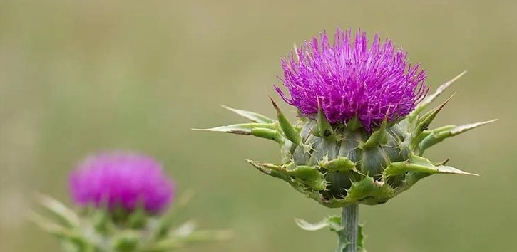 奶薊草護肝 奶薊草護肝