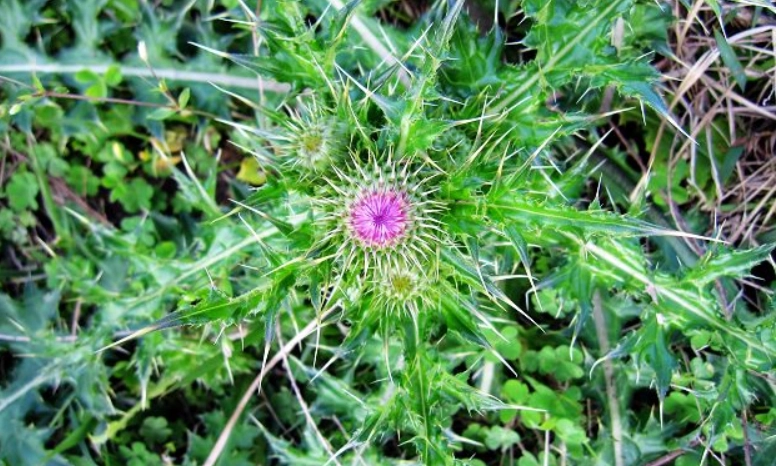 小薊中藥 小薊中藥