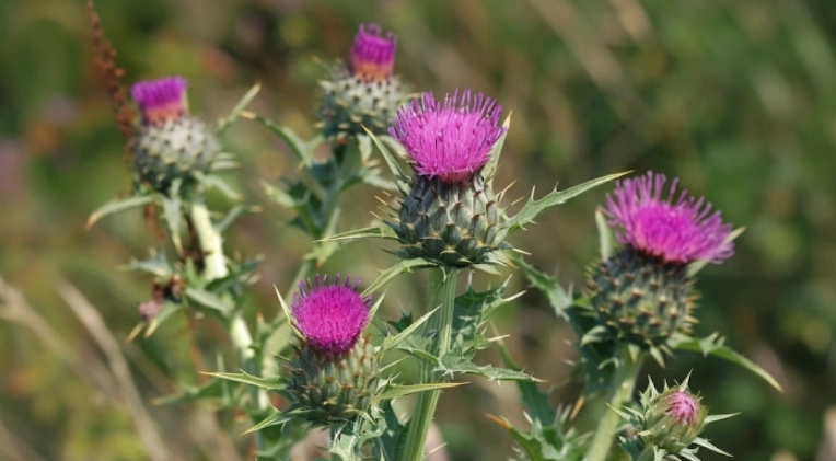 奶薊子護肝 奶薊子護肝
