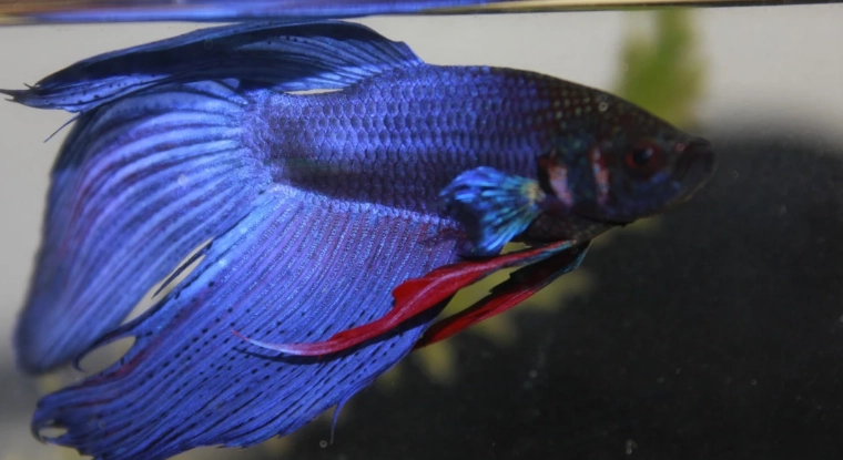 鬥魚壽命影響因素 鬥魚壽命影響因素