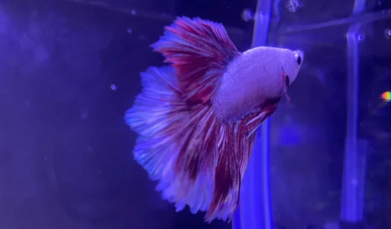 鬥魚沉底睡覺處理 鬥魚沉底睡覺處理