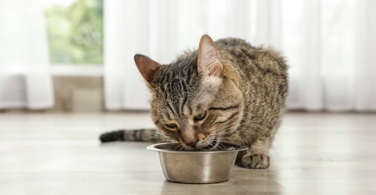 排毛粉服用頻率