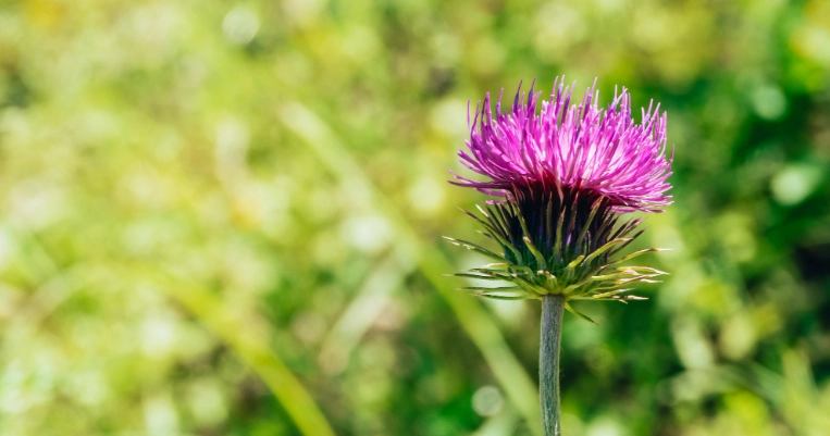水飛薊功效 水飛薊功效