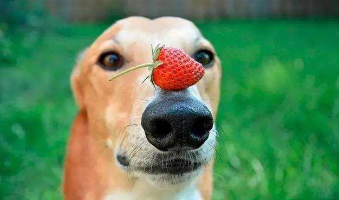 狗狗水果飲食 狗狗水果飲食