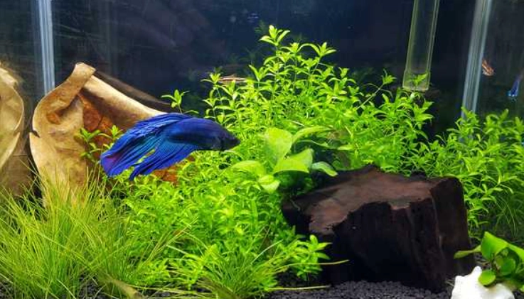 斗鱼水质要求 斗鱼水质要求