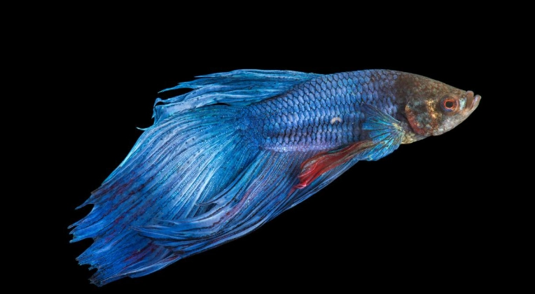 鬥魚照顧方法 鬥魚照顧方法