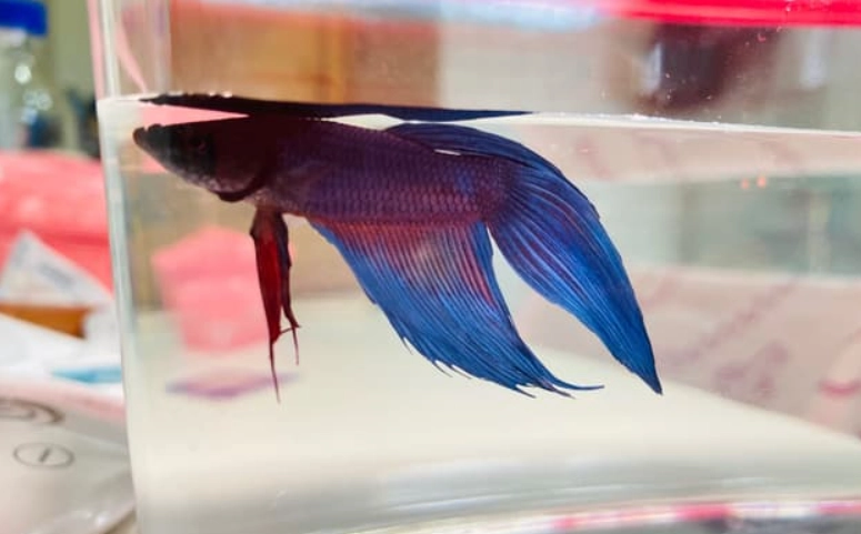 鬥魚護理指南 鬥魚護理指南