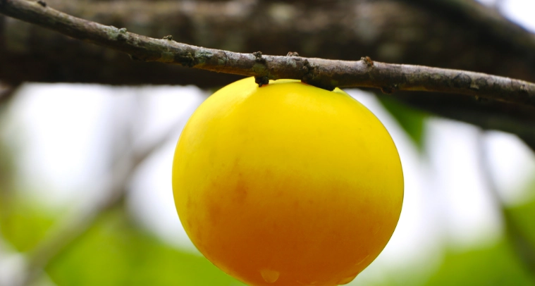 黃金果營養價值 黃金果營養價值