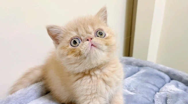 貓咪品種 貓咪品種