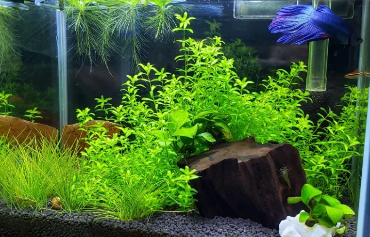 斗鱼水质要求 斗鱼水质要求