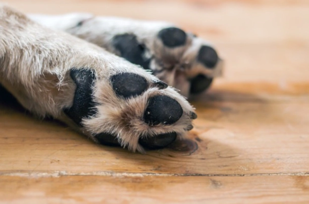 狗狗腳趾護理 狗狗腳趾護理