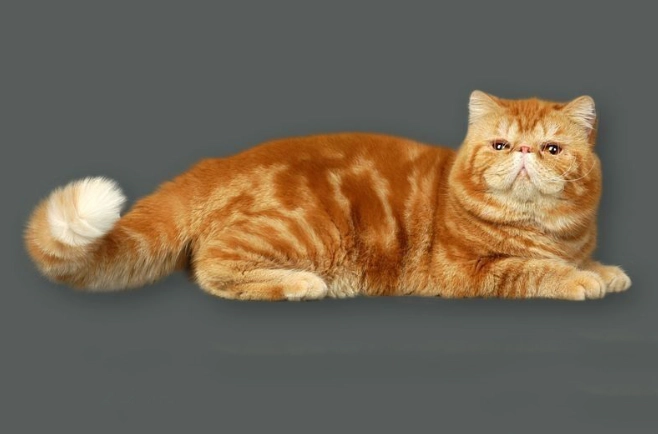 貓咪品種 貓咪品種