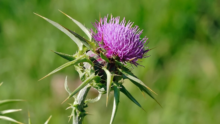 奶薊子護肝 奶薊子護肝