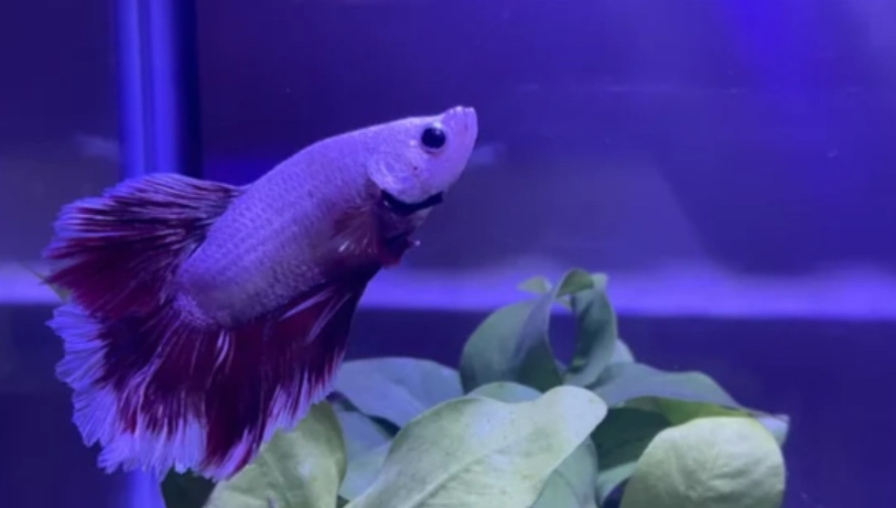 鬥魚睡覺沉底正常嗎 鬥魚睡覺沉底正常嗎