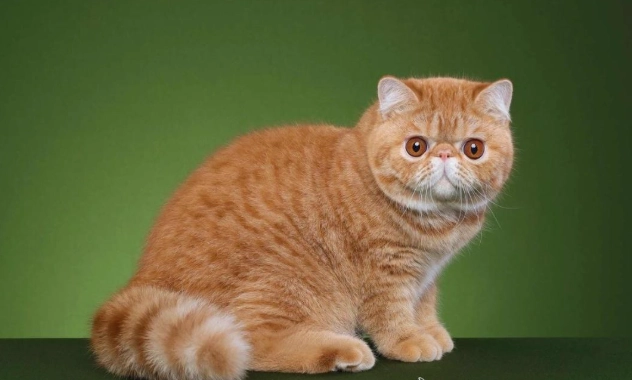 飼養指南 飼養指南