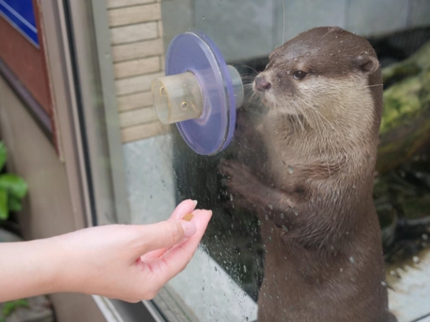 八景島水獺體驗