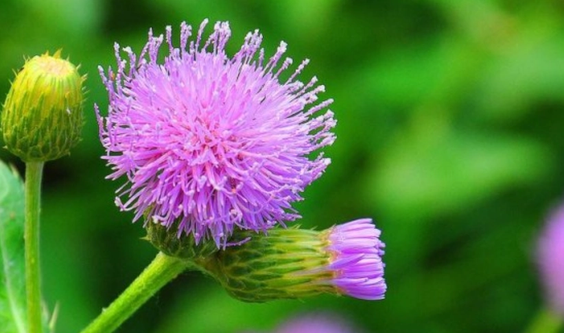 小薊止血 小薊止血