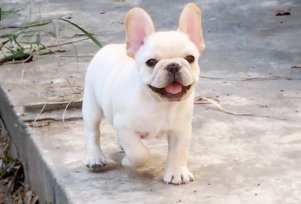 法鬥飼養費用 法鬥飼養費用