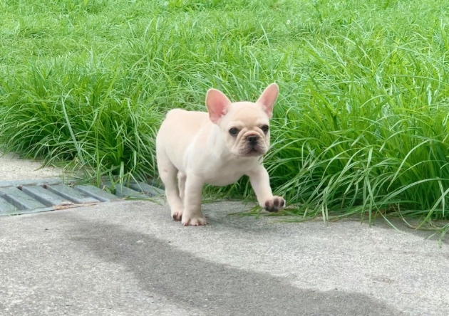 法鬥飼養費用 法鬥飼養費用