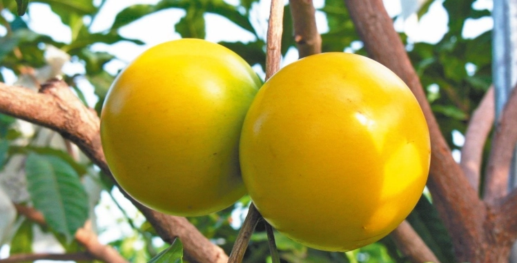 黃金果健康益處 黃金果健康益處