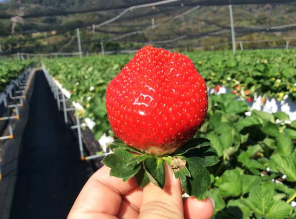 大湖草莓料理 大湖草莓料理