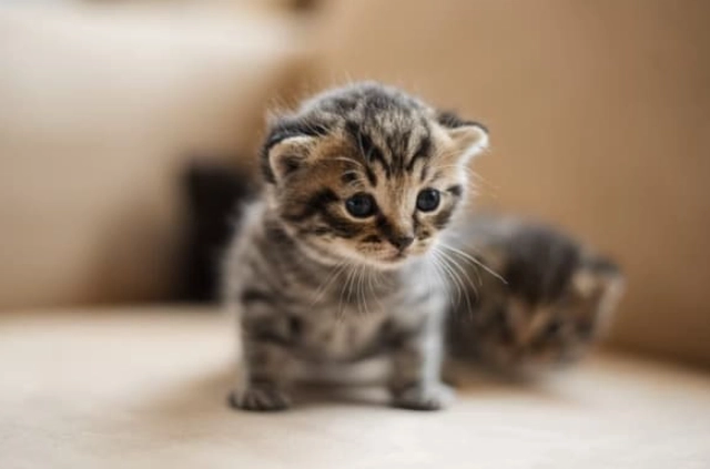 貓咪領養注意事項