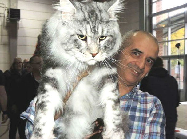 大型貓健康照護