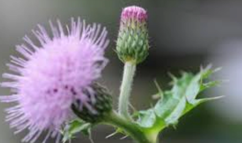 小薊中藥 小薊中藥