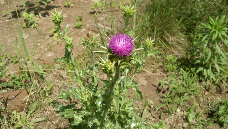 奶薊子功效 奶薊子功效