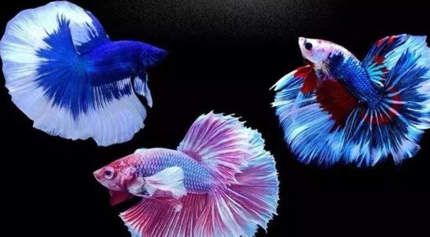 鬥魚健康照顧 鬥魚健康照顧