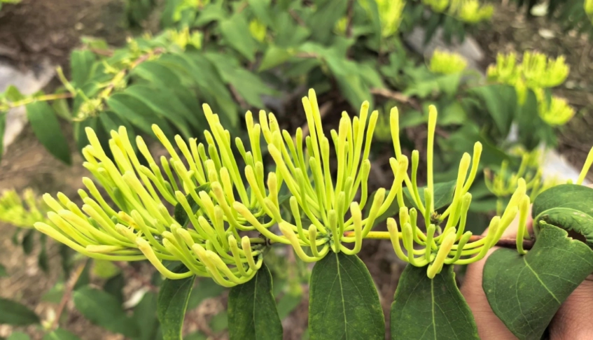 金銀花好處 金銀花好處
