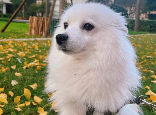 狐狸犬飼養問題 狐狸犬飼養問題