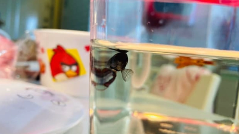 鬥魚生病症狀 鬥魚生病症狀