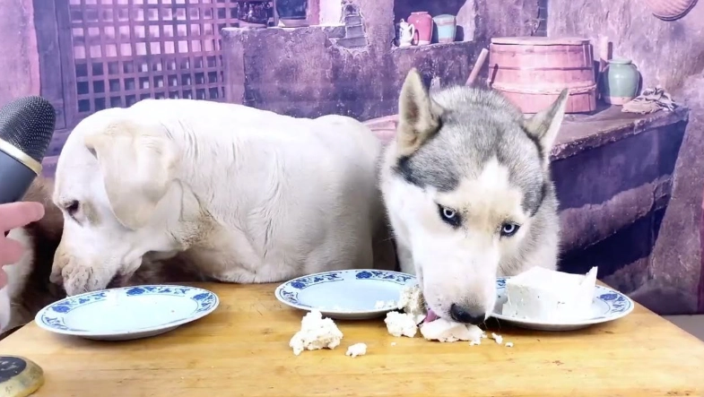 狗狗飲食 狗狗飲食