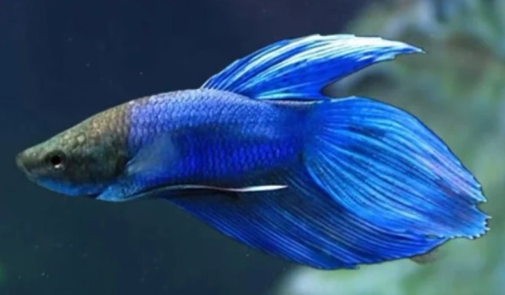 延長鬥魚壽命方法 延長鬥魚壽命方法