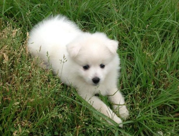 狐狸犬飼養問題 狐狸犬飼養問題