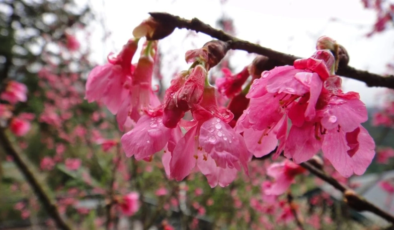 老農夫山莊周邊旅遊