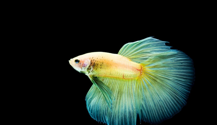 鬥魚壽命多長 鬥魚壽命多長