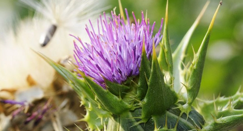 奶薊草功效 奶薊草功效