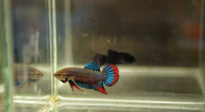 斗鱼水族箱设置 斗鱼水族箱设置