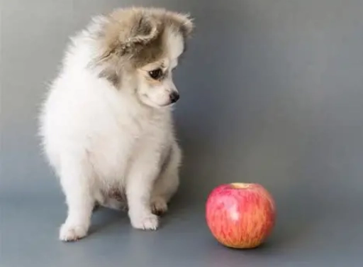 狗狗吃蘋果 狗狗吃蘋果