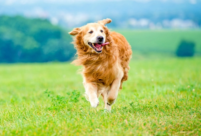 黃金獵犬照顧 黃金獵犬照顧