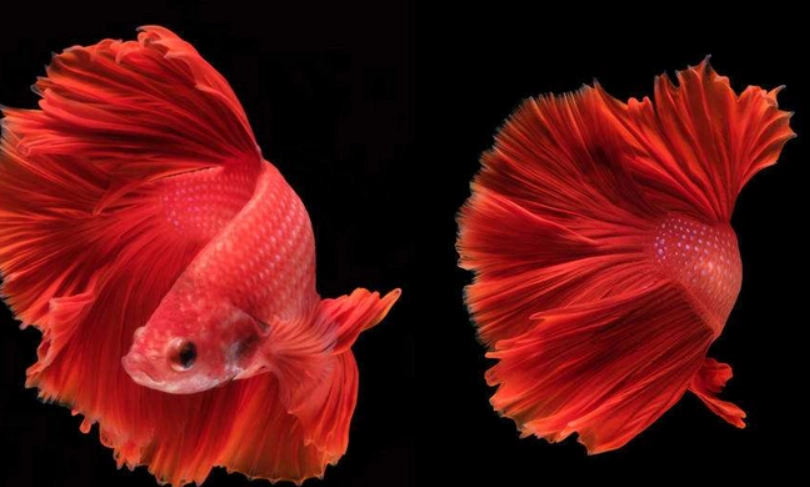 鬥魚養殖方法 鬥魚養殖方法