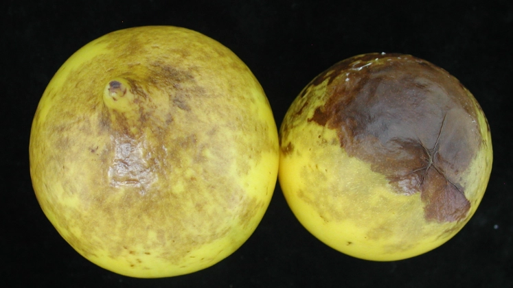 黃金果食用安全 黃金果食用安全