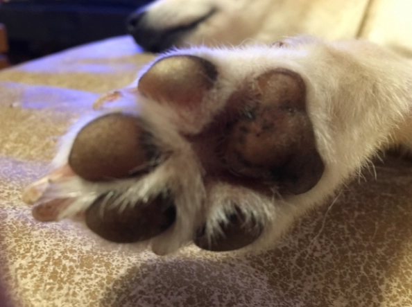 趾間炎症狀 趾間炎症狀